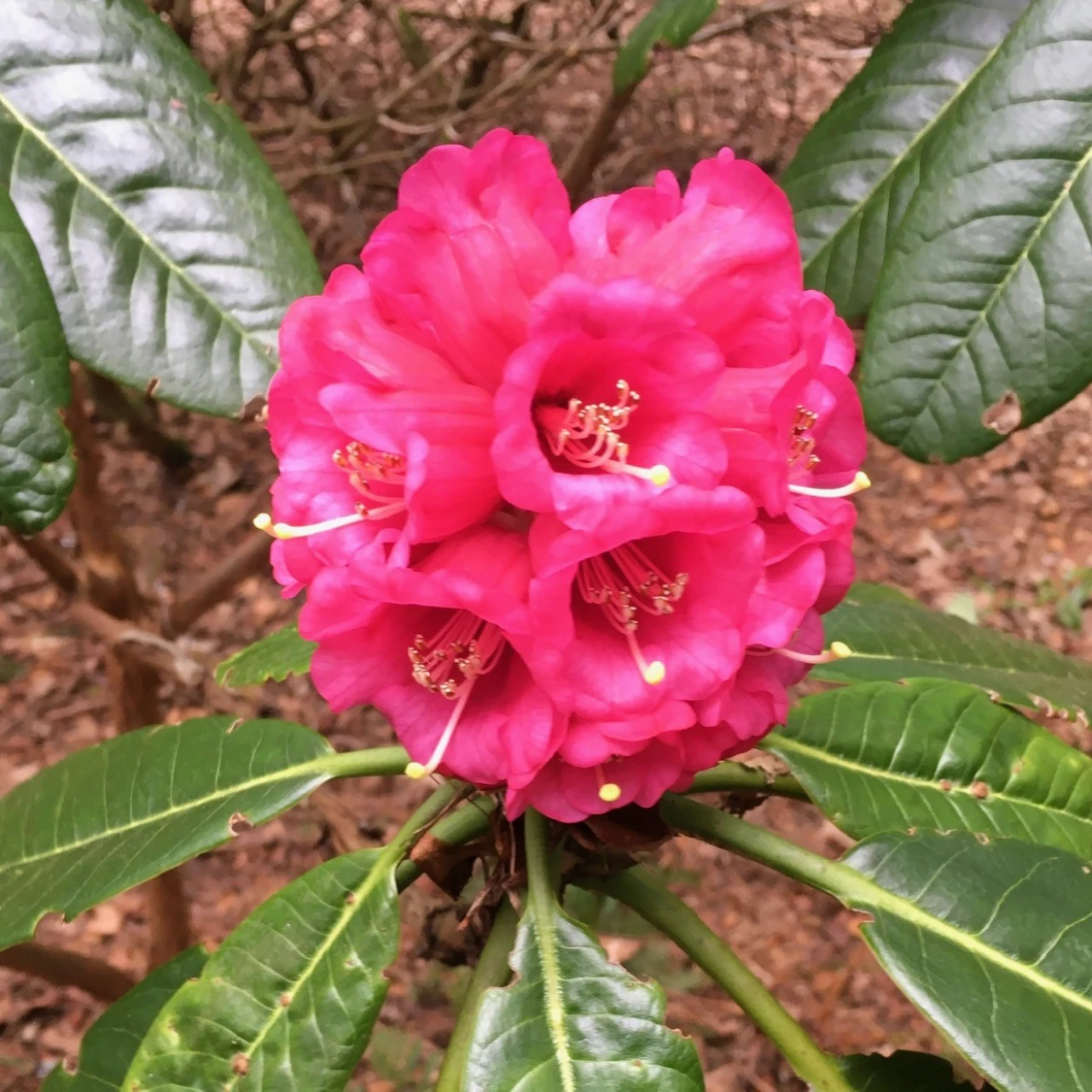 R. hodgsonii